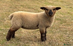 Sheep livestock for sale: Oxford Down Rare Breed Lambs - Image 8