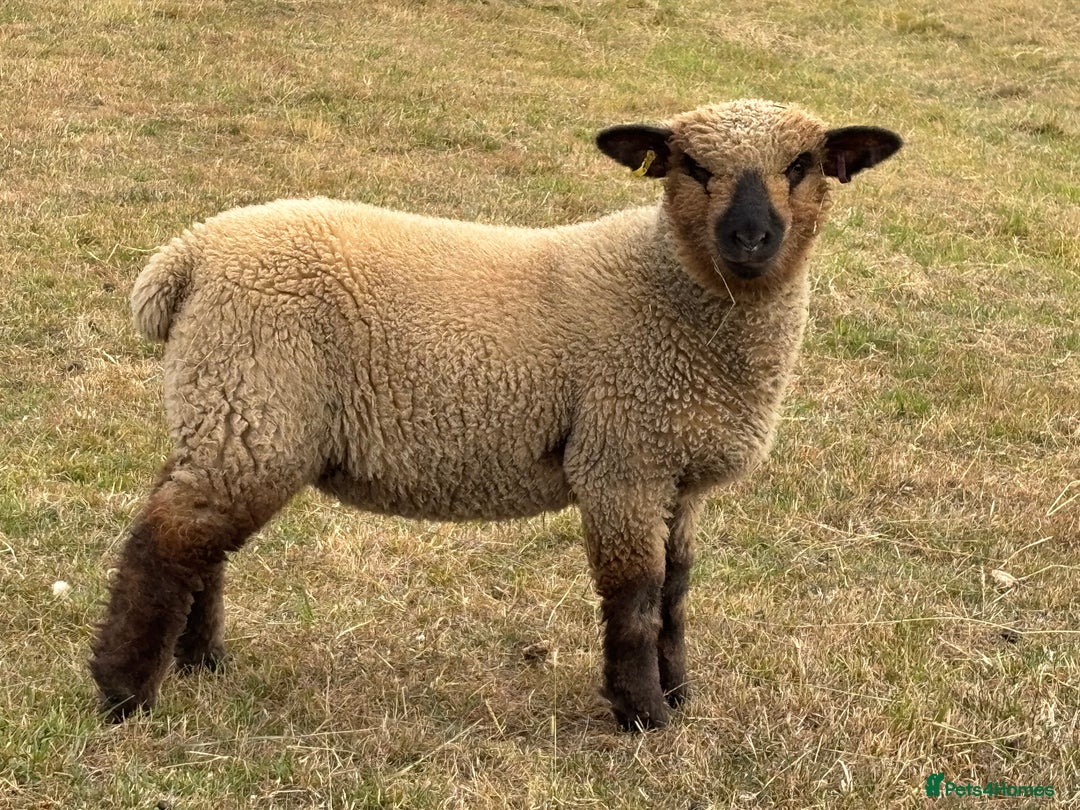 Sheep livestock for sale: Oxford Down Rare Breed Lambs - Image 8