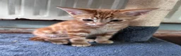 Mixed Breed cats for sale: Four beautiful all ginger kittens  - Advert 3