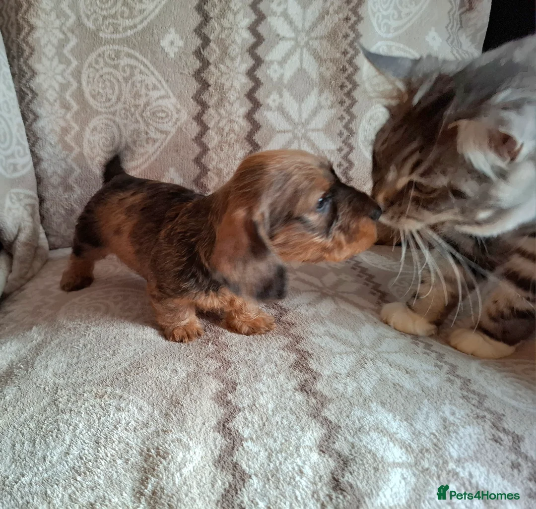 Miniature Dachshund dogs for sale: New Year's Day KC Mini-Wire Dachsunds - Advert 5