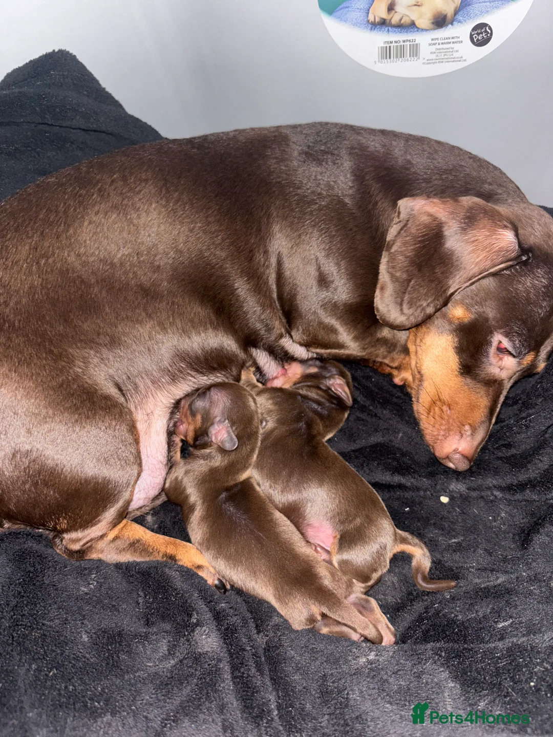 Miniature Dachshund dogs for sale: Miniature dachshund ready in feb  - Advert 11