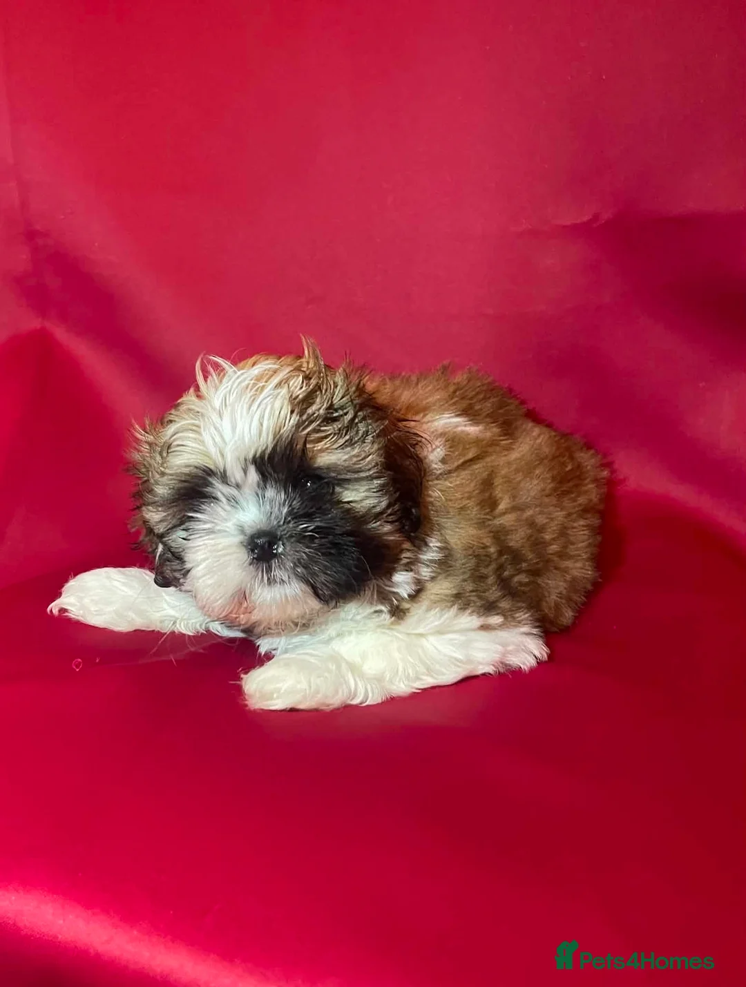 Shih Tzu dogs for sale:  🌟 2 Beautiful Female Puppies Ready Ready to go🌟 - Advert 2