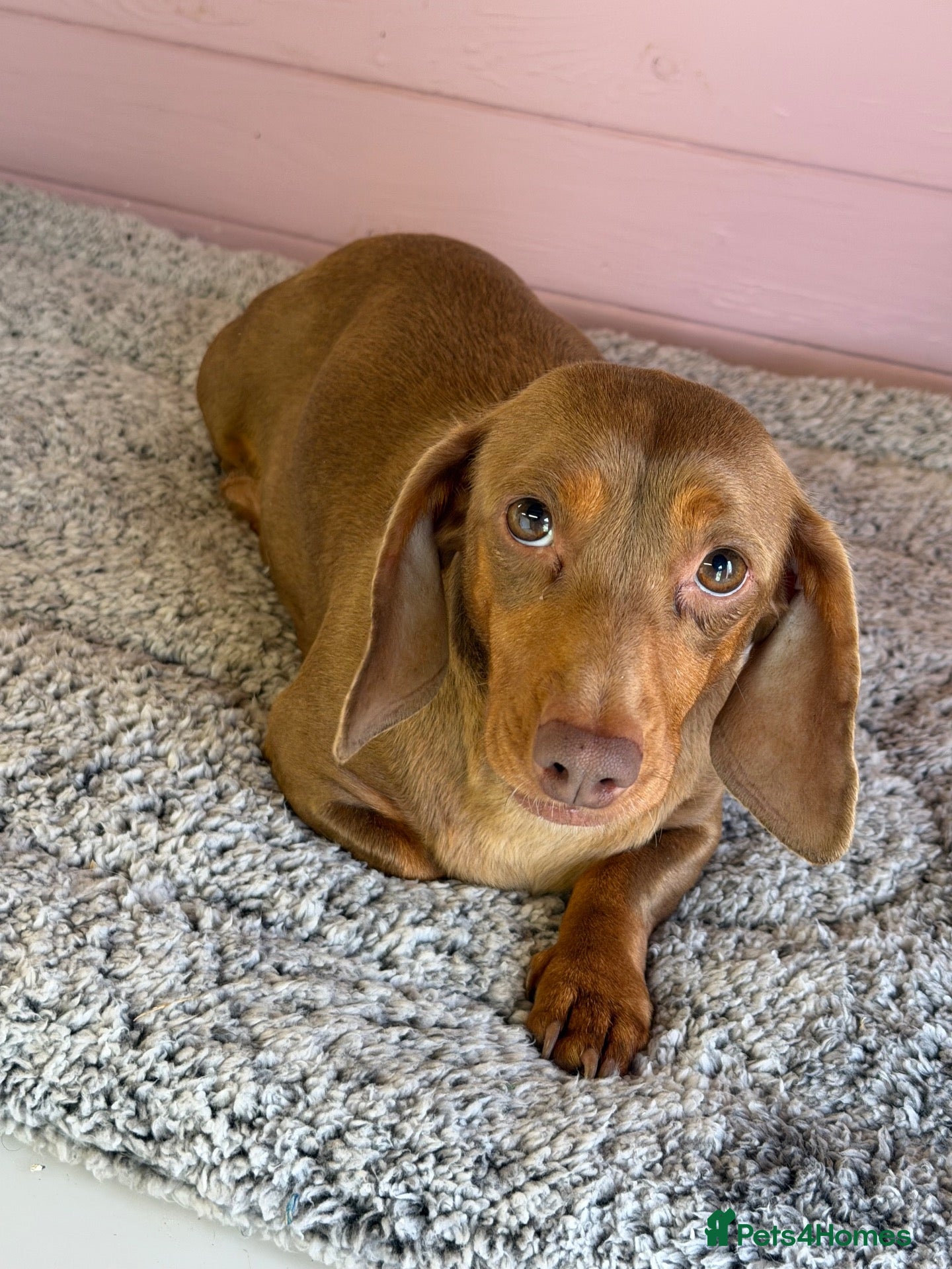 Dachshund dogs for sale: 4 year old Heidi  - Advert 20