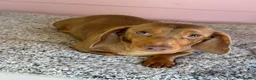 Dachshund dogs for sale: 4 year old Heidi  - Advert 3