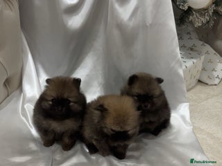 Pomeranian dogs Small Pomeranian puppies - Advert 2