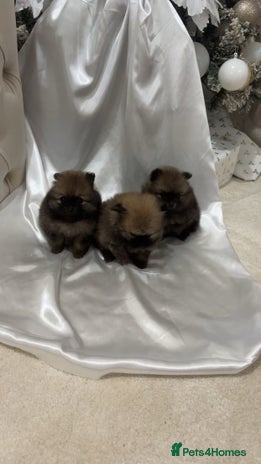 Pomeranian dogs Small Pomeranian puppies - Advert 1