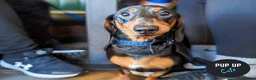 Miniature Dachshund dogs for sale: Nugget in Rowlands Gill - Advert 11