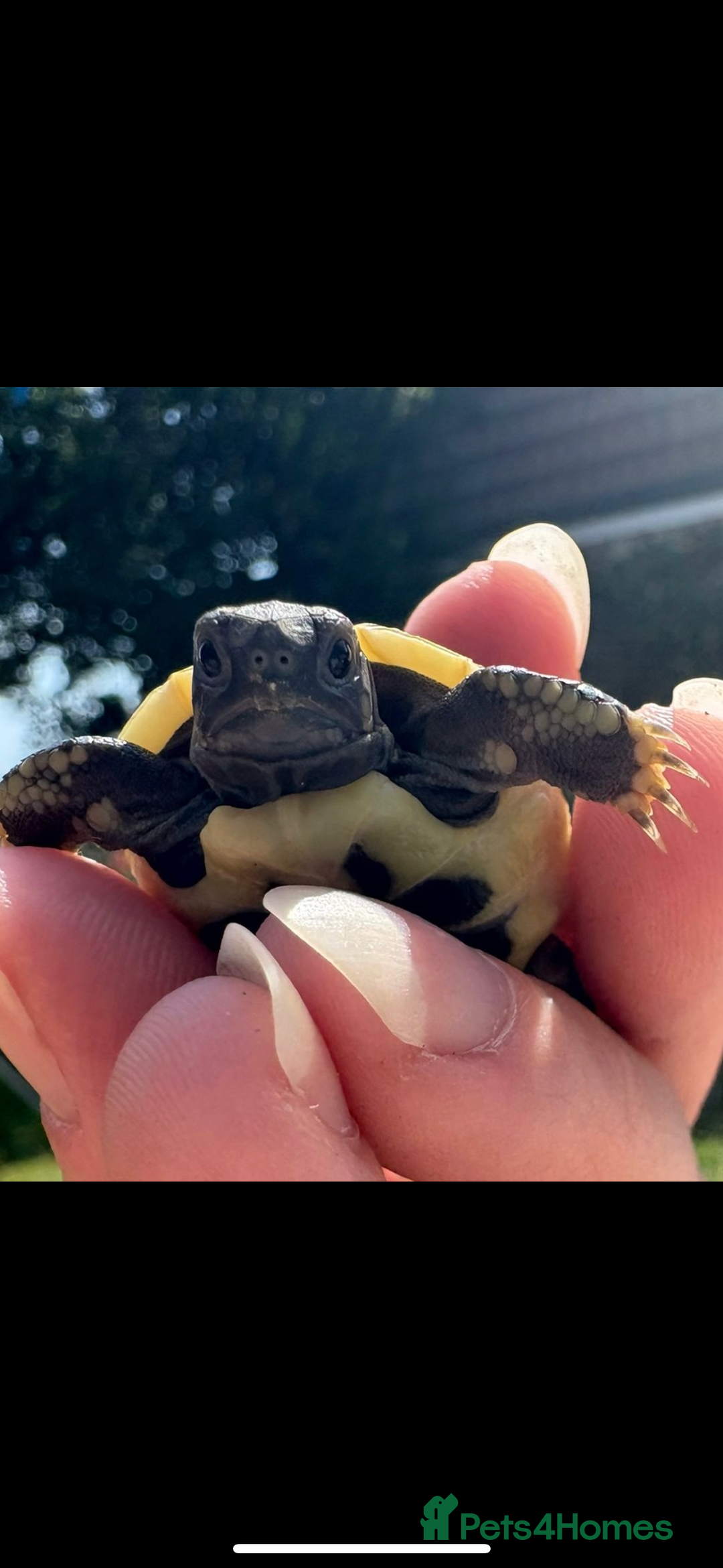Tortoise reptiles for sale: Herman’s Tortoise Hatchlings  - Image 1
