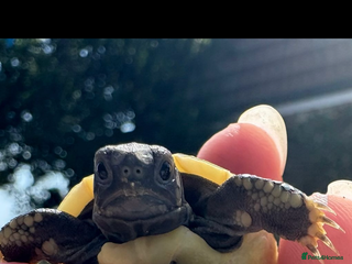 Tortoise reptiles - Advert 24