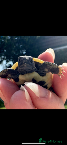 Tortoise reptiles - Advert 9
