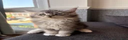 Maine Coon cats for sale: 🐈‍⬛Sweet bundle of Joy TICA register🐈‍⬛ - Advert 27