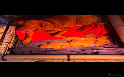 Hungarian Vizsla dogs for sale: daisy has given birth to 8 beautiful puppies  - Advert 2