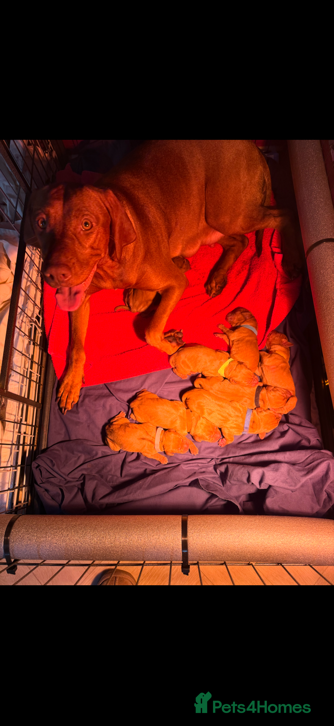 Hungarian Vizsla dogs for sale: daisy has given birth to 8 beautiful puppies  - Advert 2