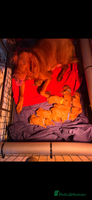 Hungarian Vizsla dogs daisy has given birth to 8 beautiful puppies - Advert 2