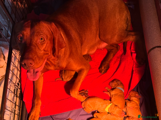 Hungarian Vizsla dogs Returned puppy Hungarian vizsla - Advert 15