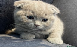 Scottish Fold cats for sale: Adorable Scottish fold  - Image 4