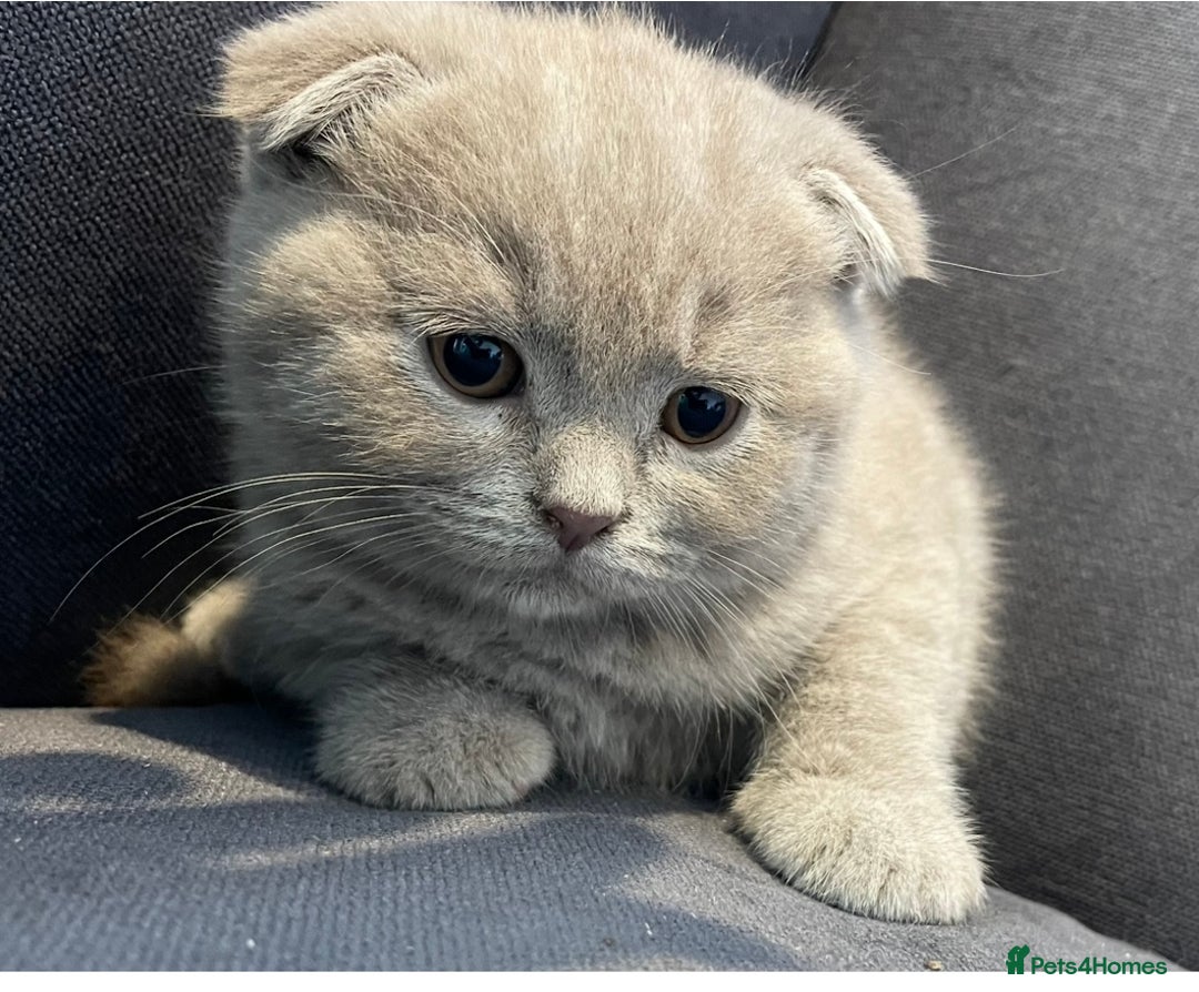Scottish Fold cats for sale: Adorable Scottish fold  - Image 4
