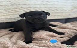 Lakeland Terrier dogs for sale: Beautiful Lakeland puppies for sale!  - Advert 4