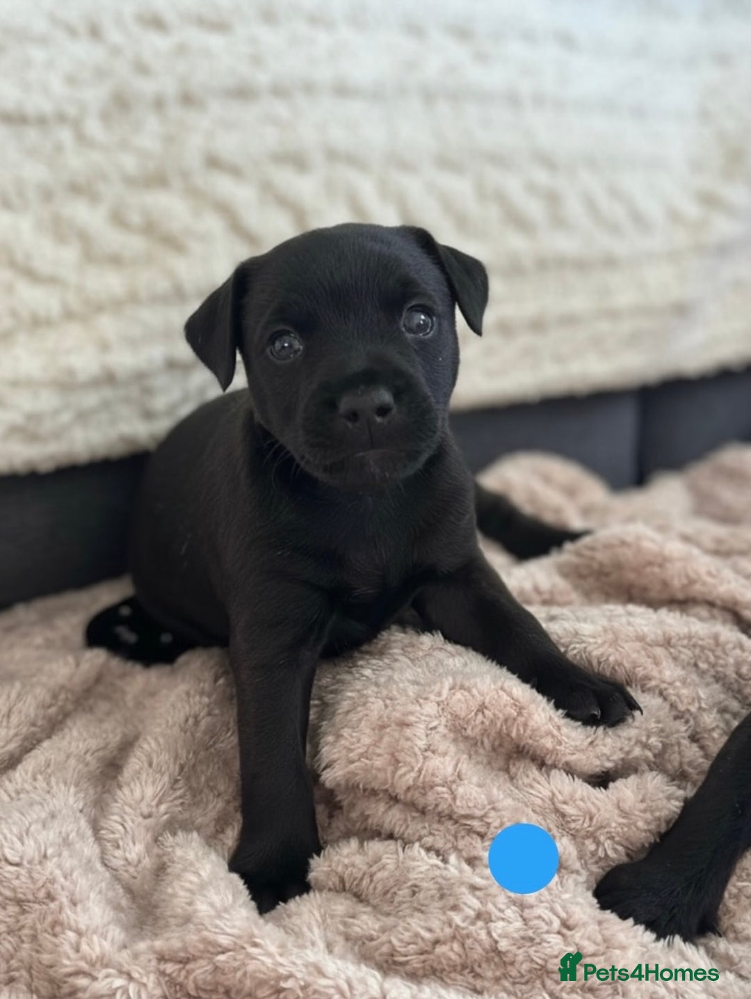 Lakeland Terrier dogs for sale: Beautiful Lakeland puppies for sale!  - Advert 4