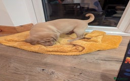 Labrador Retriever dogs for sale: Labrador puppies ready soon. North Yorkshire. - Advert 8