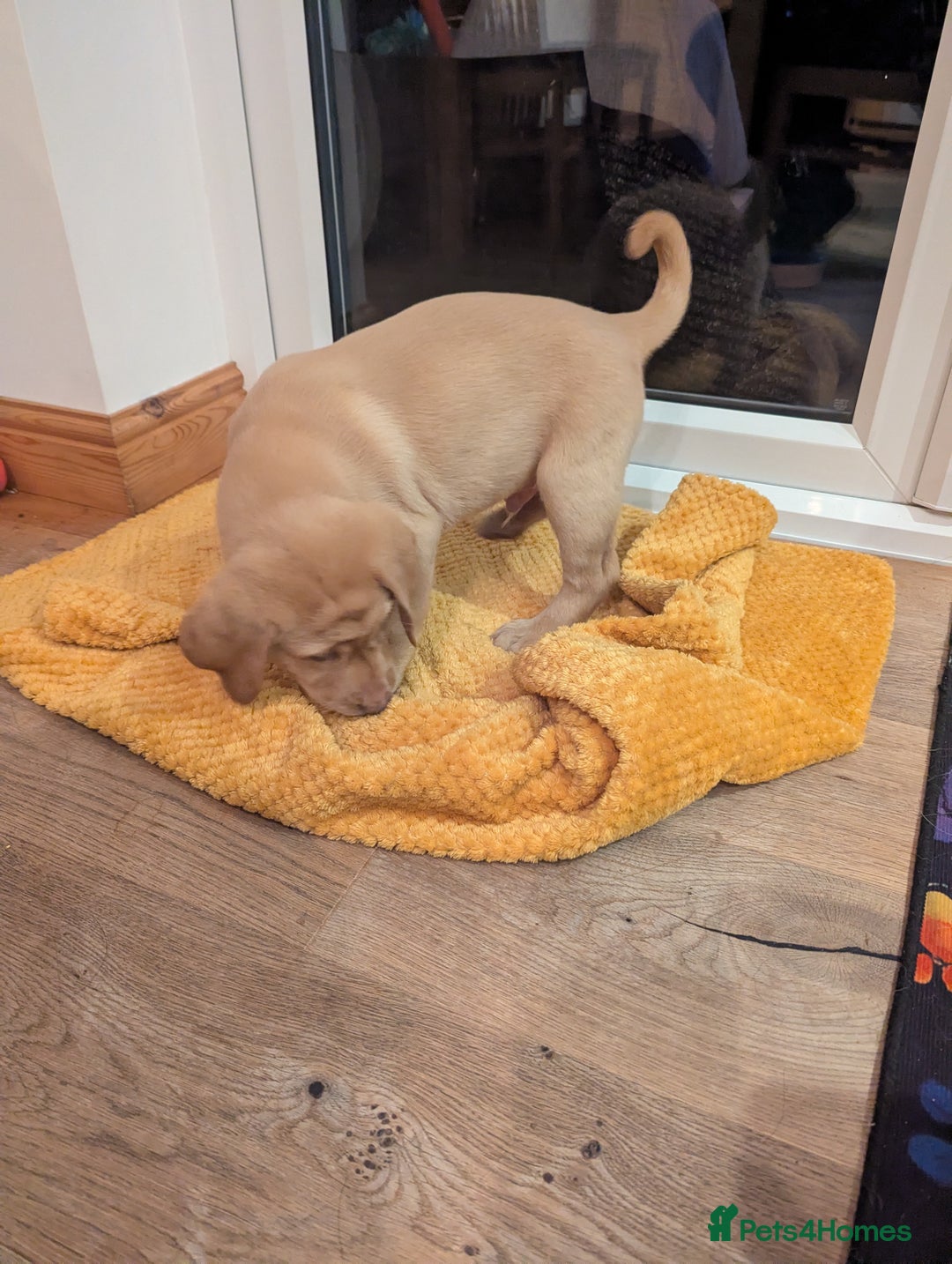 Labrador Retriever dogs for sale: Labrador puppies ready soon. North Yorkshire. - Advert 8