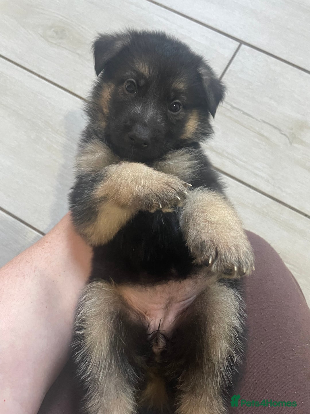 Shepsky dogs for sale: Beautiful puppies  - Image 4