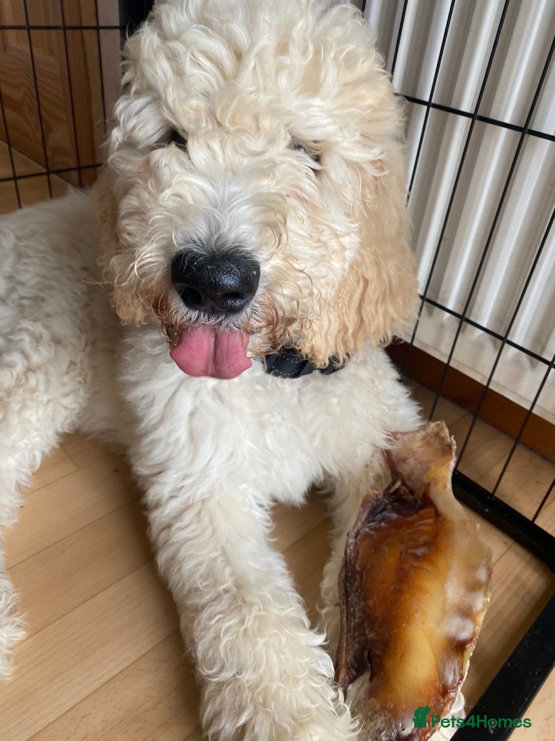 Goldendoodle dogs for stud: Multigenerational Goldendoodle for Stud  - Image 12