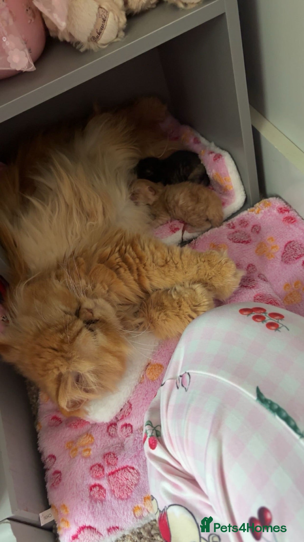 Persian cats Pure bred Persian kittens  - Advert 1