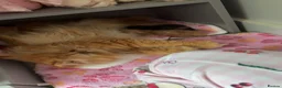 Persian cats for sale: Pure bred Persian kittens  - Advert 1