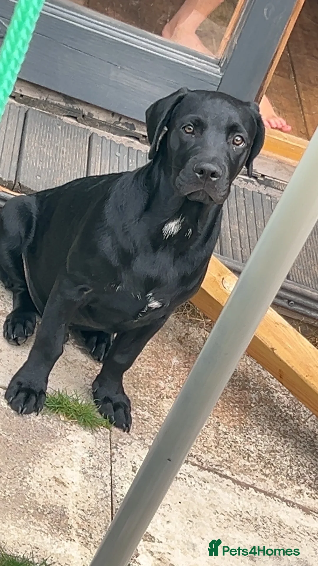 Mixed Breed dogs for sale: 6 month old puppy sale  in Harwich - Advert 4