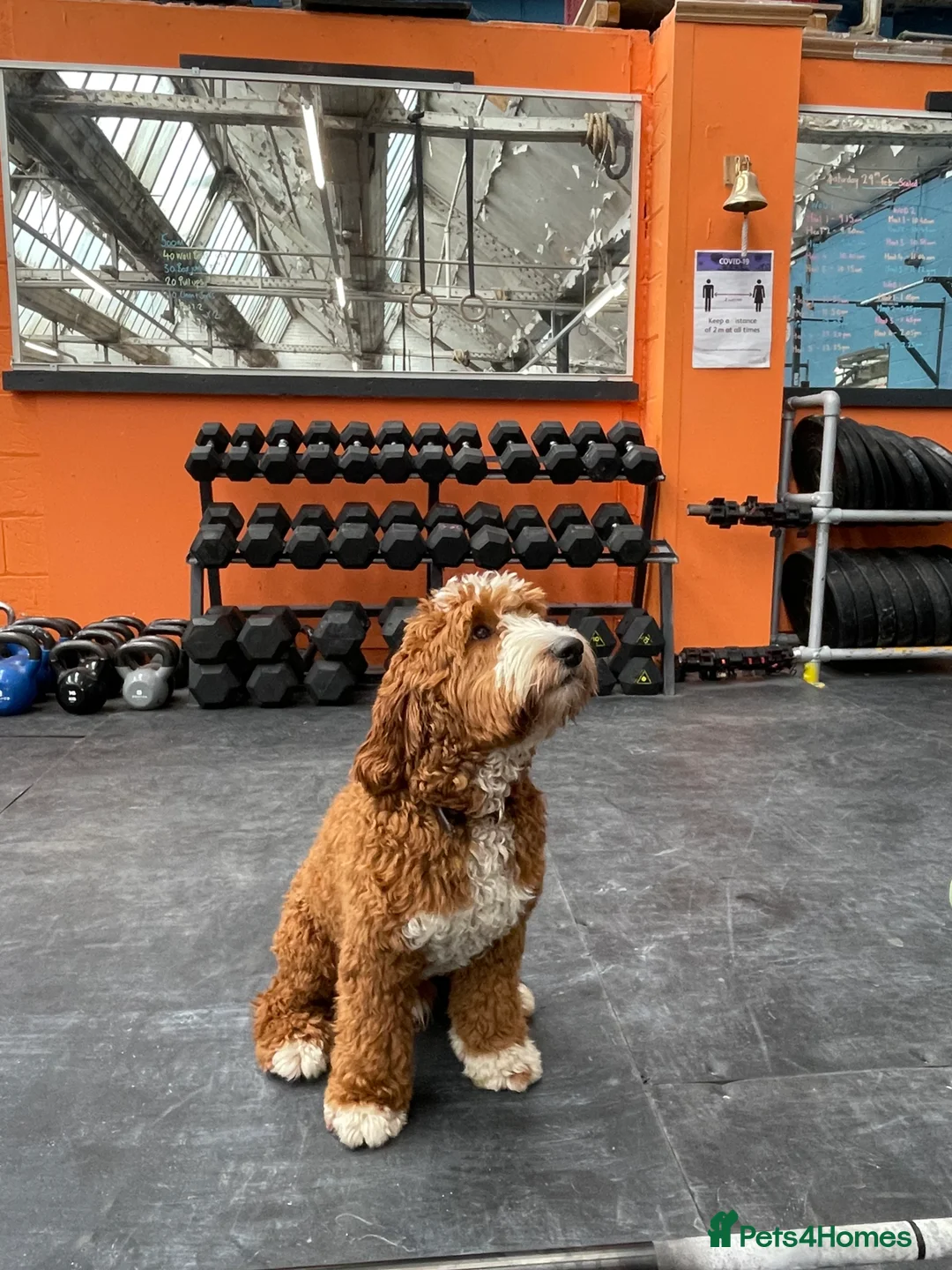 Goldendoodle dogs for stud: Australian Double Doodle Stud PROVEN  in Bolton - Advert 10