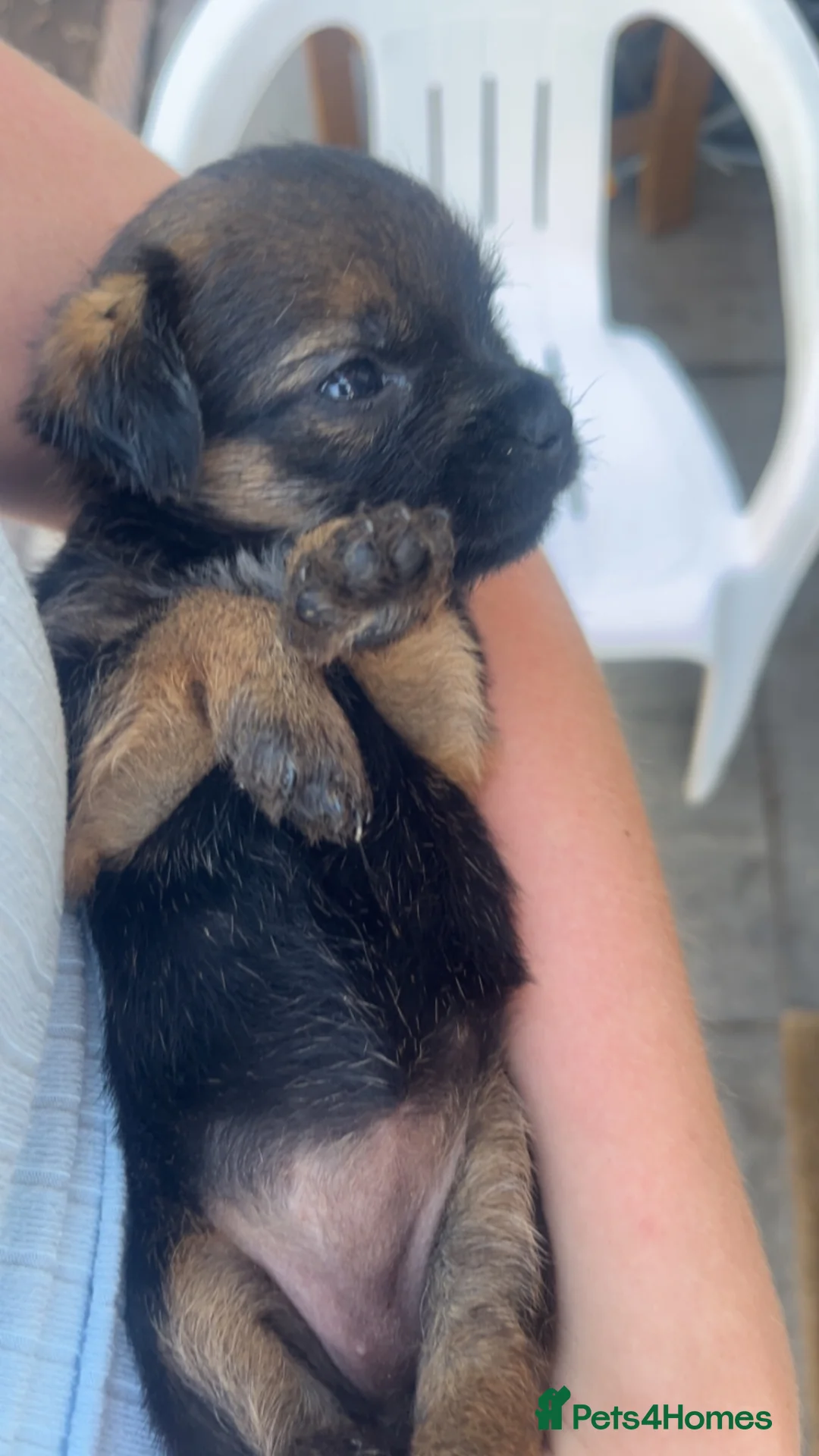 Border Terrier dogs for sale: Border Terrier Puppies - Advert 1