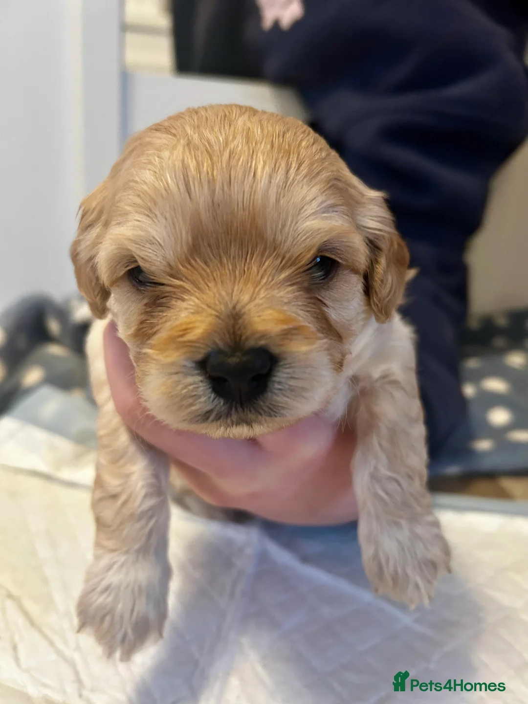 Cavapoochon dogs for sale: Three Cavapoochon Boys left - Advert 11