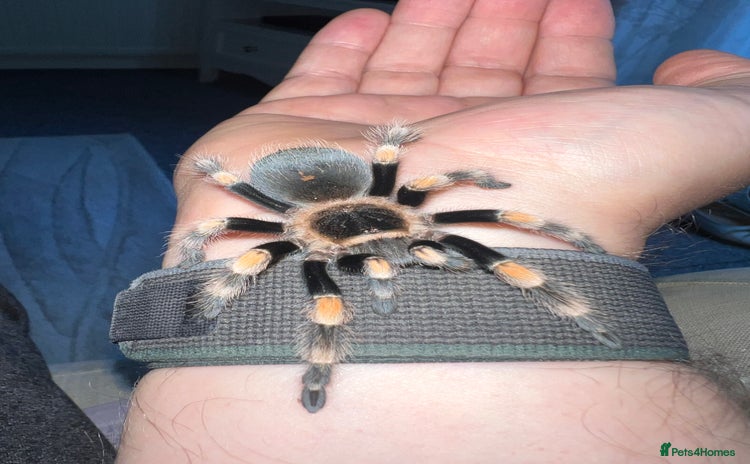 Tarantulas invertebrates - Advert 1