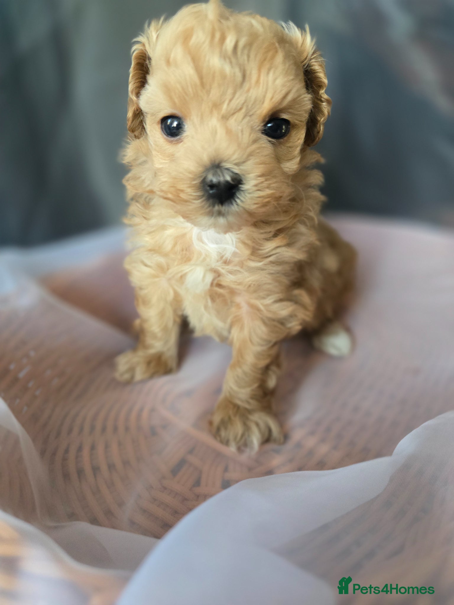 Maltipoo dogs Beautiful F1 maltipoo looking forever home ❤️🐶 - Advert 4