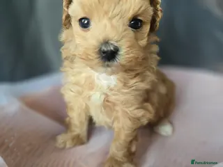 Maltipoo dogs Beautiful F1 maltipoo looking forever home ❤️🐶 - Advert 4