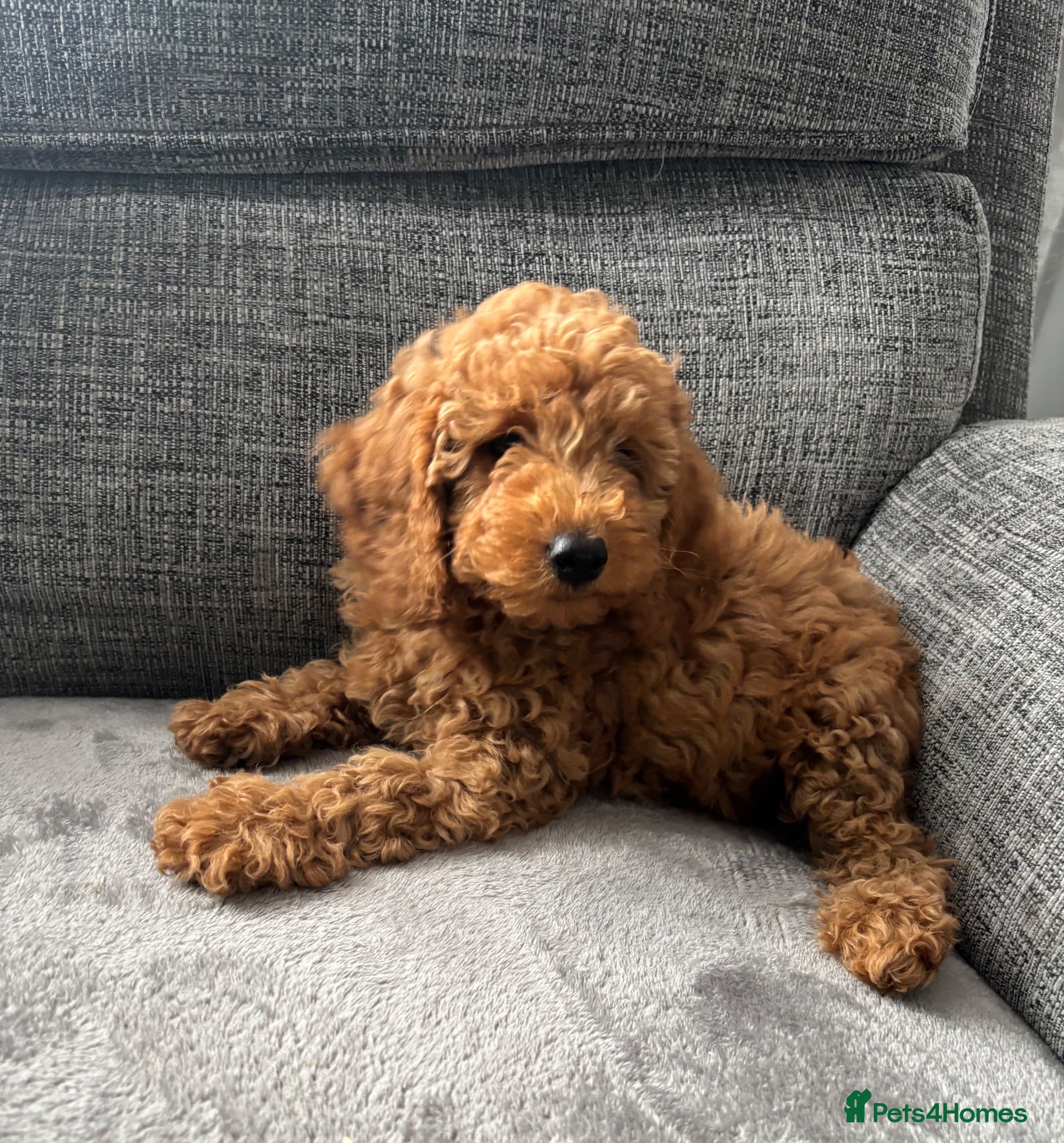Miniature Poodle dogs Red Poodles puppies (Miniature) - Advert 4