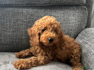 Miniature Poodle dogs Red Poodles puppies (Miniature) - Advert 4