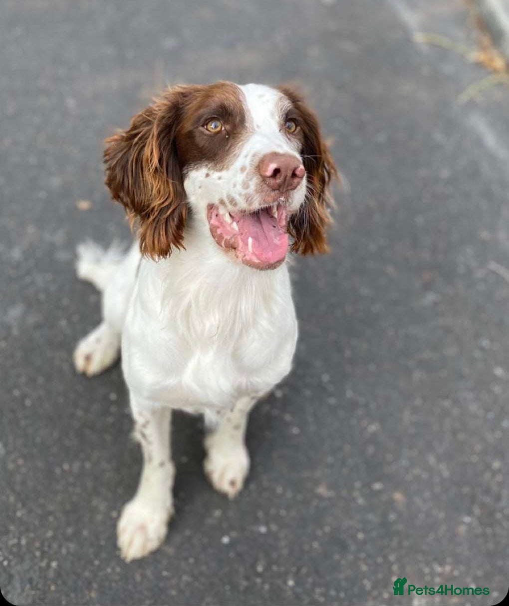 English Springer Spaniel dogs KC Registered English Springer Spaniel Stud in Bexhill-on-Sea - Advert 1