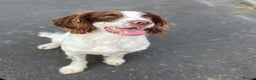 English Springer Spaniel dogs for stud: KC Registered English Springer Spaniel Stud in Bexhill-on-Sea - Advert 1