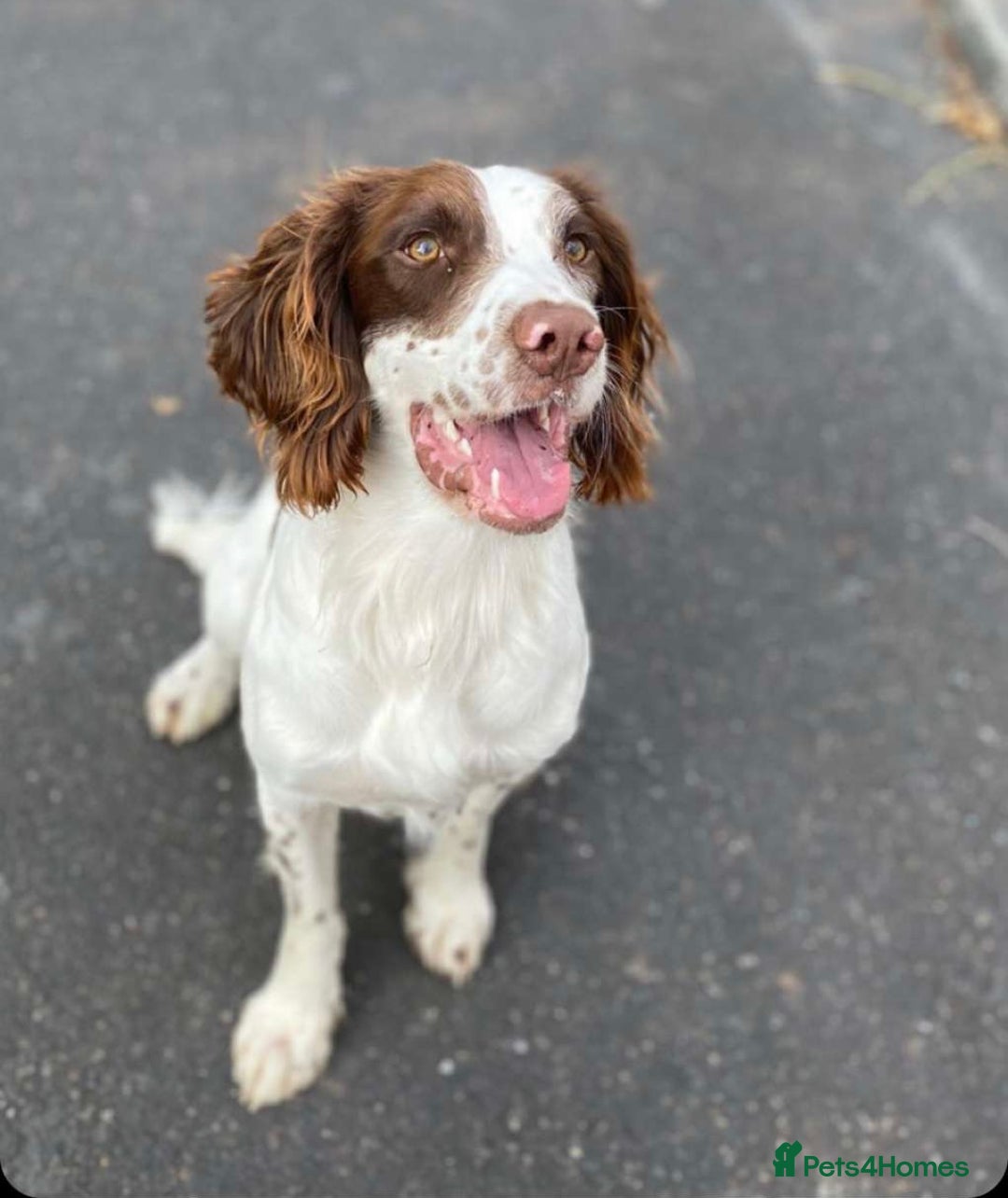 English Springer Spaniel dogs for stud: KC Registered English Springer Spaniel Stud in Bexhill-on-Sea - Advert 1
