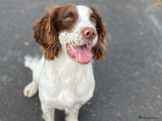 English Springer Spaniel dogs KC Registered English Springer Spaniel Stud in Bexhill-on-Sea - Advert 1