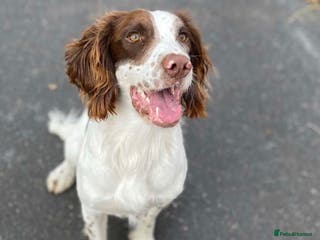 English Springer Spaniel dogs KC Registered English Springer Spaniel Stud in Bexhill-on-Sea - Advert 2