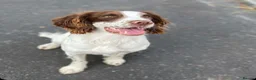 English Springer Spaniel dogs for stud: KC Registered English Springer Spaniel Stud in Bexhill-on-Sea - Advert 1