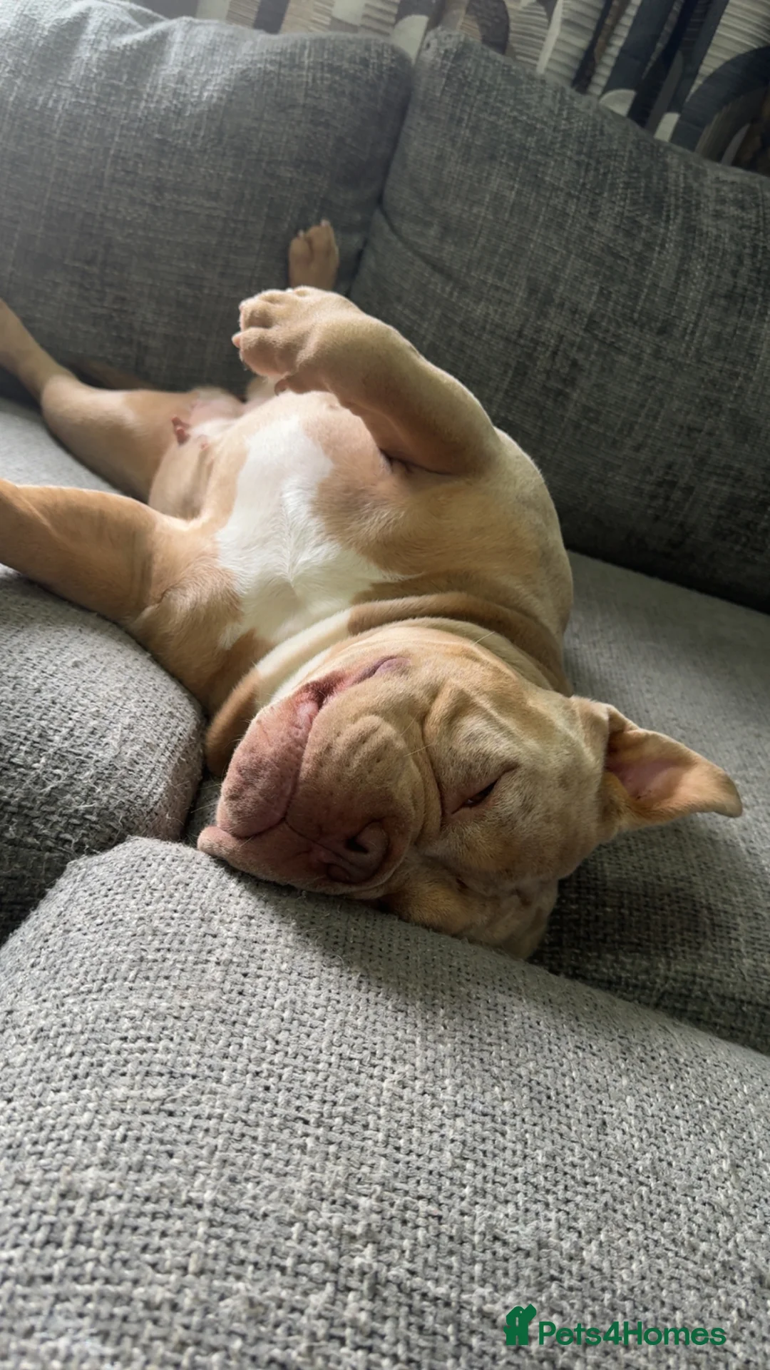 American Bully dogs for adoption: Pocket bully  in Aberdeen - Advert 2