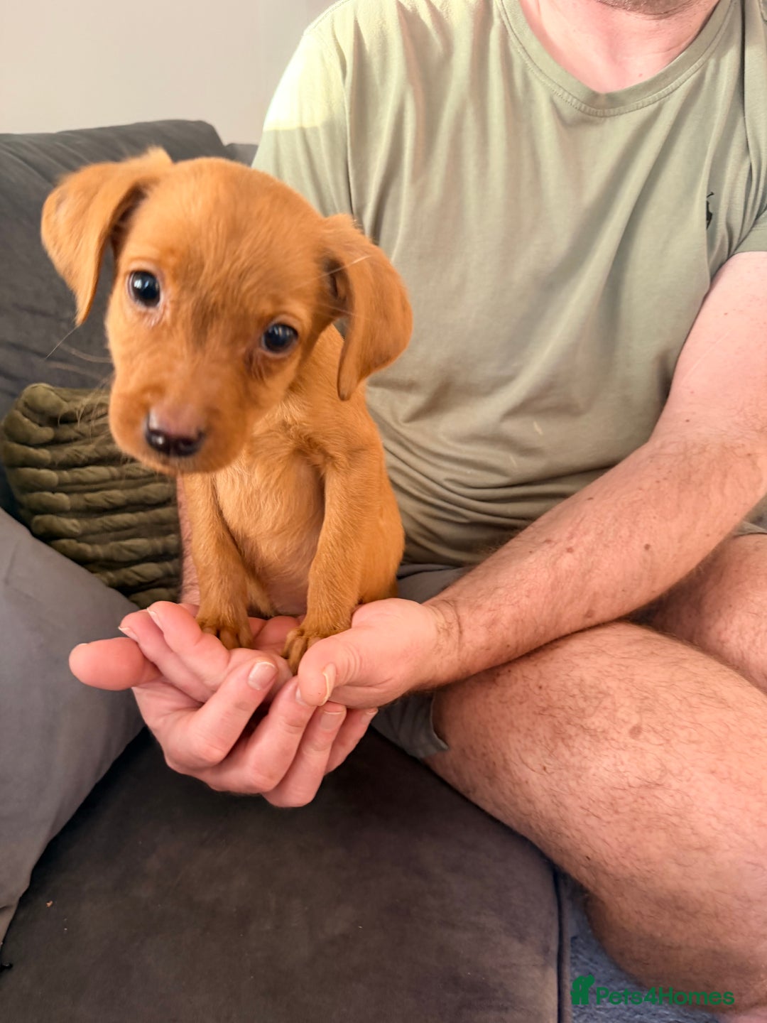 Labrador Retriever dogs for sale: Last girl lab looking for a forever home - Advert 2