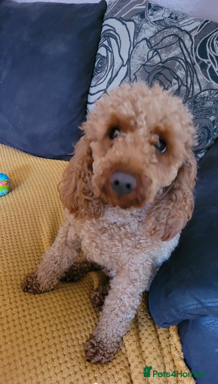 Miniature Poodle dogs KC registered Health tested Miniature Poodle - Advert 4