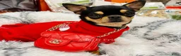 Chihuahua dogs for sale: Beautiful chihuahua girl smooth coat  - Advert 3