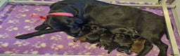 Labrador Retriever dogs for sale: Kennel Club Reg Health Tested Puppies 2 Bitches - Advert 6