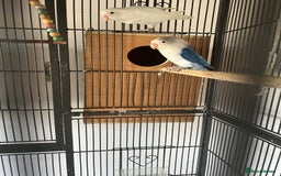 Lovebirds birds for sale: lovebird - Image 6